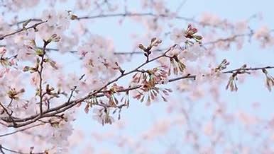 高清唯美樱花实拍景色（4K）视频的预览图
